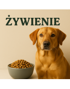 Karmy i żywienie psów